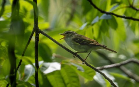 W020240629329750474677