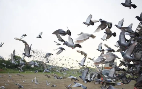 陈荣础:享誉全国的武汉信鸽