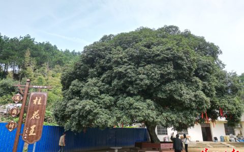 W020240926536995699471