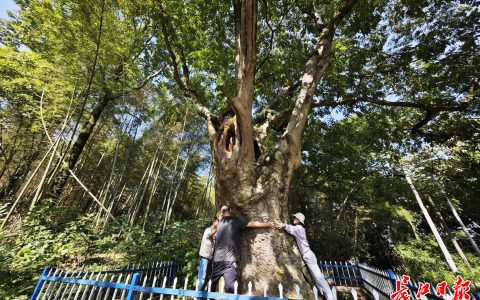 W020240926539523644295