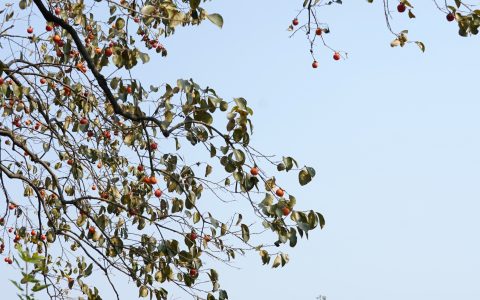 W020241012322726106102