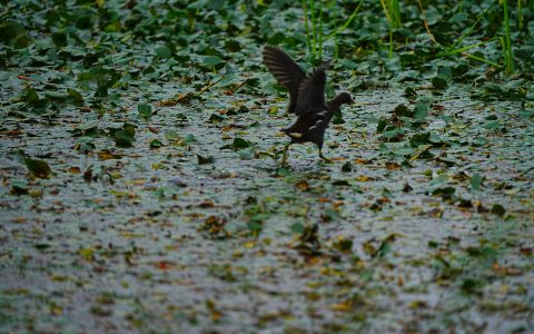 W020241019338982347412