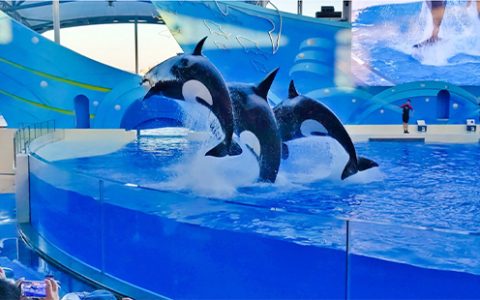 2024上海海昌海洋公园11月生日免费票如何预约(免费时间+预约入口)