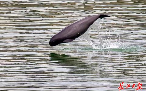 W020241103306836037926