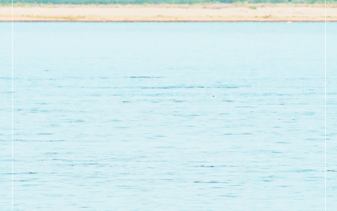 W020241104380061925929