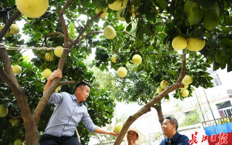 W020241107390249053081