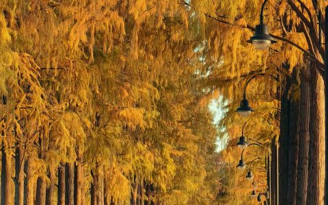 色彩斑斓，东湖披上冬日彩衣