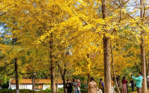 W020241212315521525251