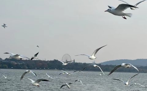 W020241214594980079358