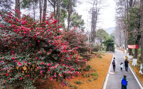 W020241220785150437641