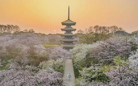 武汉樱花季开启，赏樱攻略全解析！