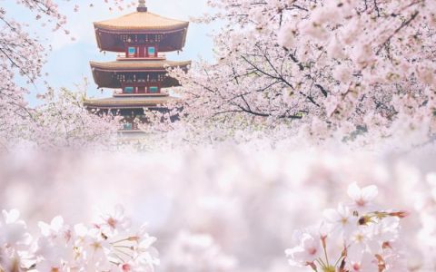 武汉市花为什么不是樱花？